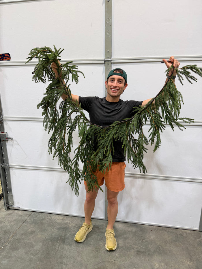 6'L Willow/Norfolk Pine Mantle Garland