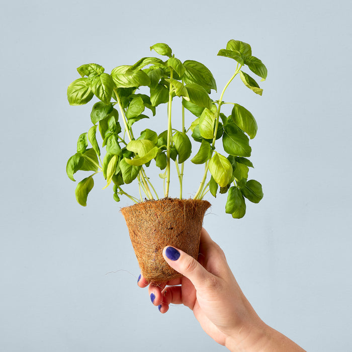 Modern Sprout Garden Seed Pop