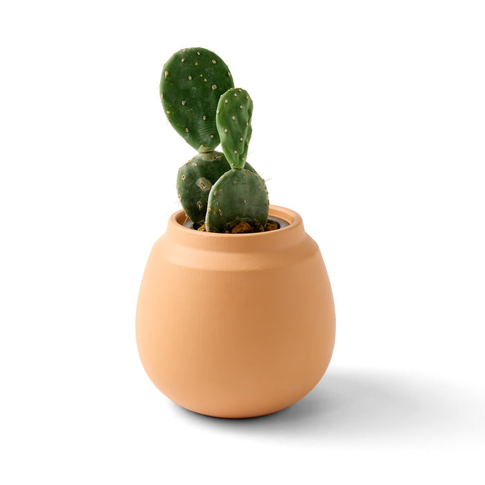 Modern Sprout Modern Terracotta Grow Kit Cactus