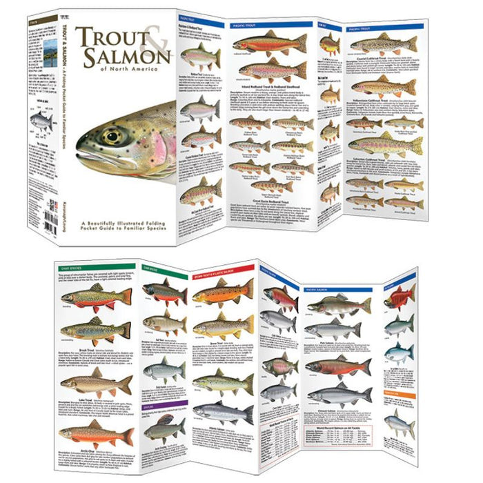 Trout & Salmon Guide (Laminated)